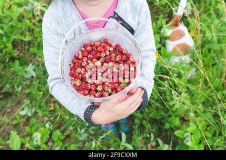 Meadow strawberries in a bucket in the hands of a child close-up, top view. Stock Photo