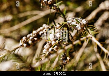 Woody fruits of dotted melaleuca shrub - melaleuca diosmifolia or green honey -myrtle -ina bright day Stock Photo