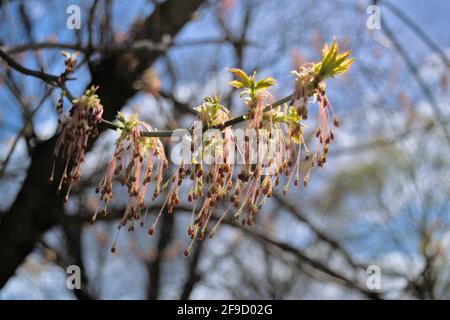 Brand new shoots and leaves of a box elder maple (Acer negundo) in early Spring in Ottawa, Ontario, Canada. Stock Photo