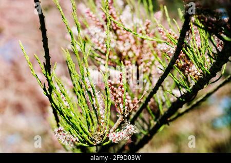 Branch with pink flowers of tamarix salt cedar tree , beautiful ornamental plant Stock Photo