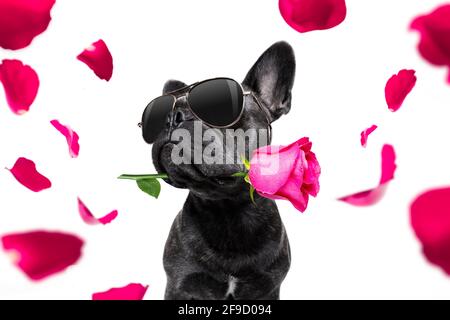 french bulldog dog on valentines love or mothers and fathers day with rose and petals Stock Photo