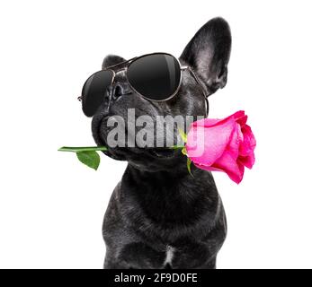 french bulldog dog on valentines love or mothers and fathers day with rose and petals Stock Photo