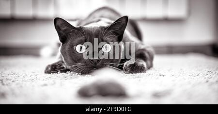 Cat hunts to mouse at home, funny kitten plays indoor, domestic cat face before attack. Look of happy cat preparing to jump, pet wanting to pounce. Bl Stock Photo