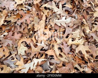 The surface of the dried leaves on the ground is an aesthetic background in  the garden forest and autumn colors Stock Photo - Alamy