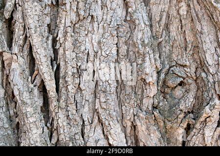 Close up of rough weathered tree bark Stock Photo