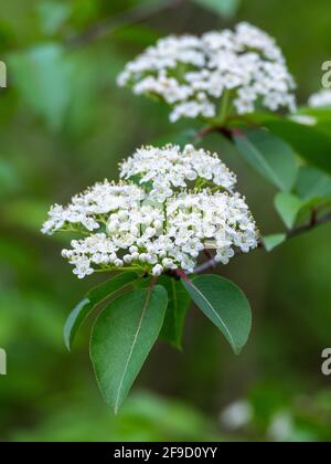 White blooming flowers on a blackhaw plant Stock Photo