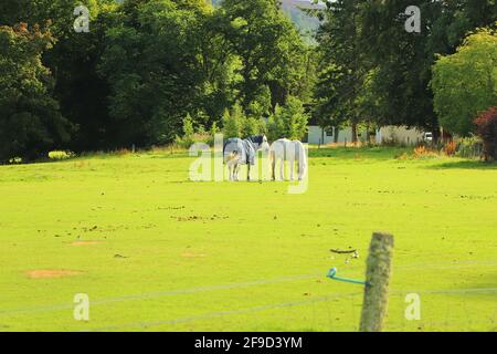 In and around Loch Insh Stock Photo