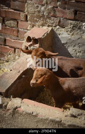 Shot of two little brown goats Stock Photo