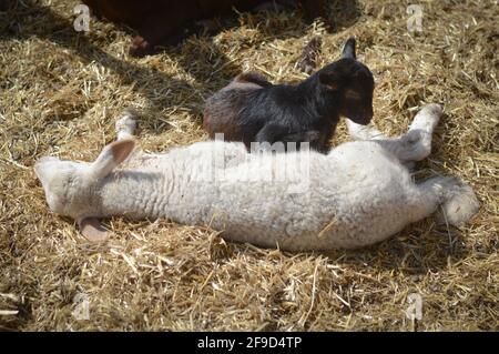 Shot of two black and white goats lying on thatch Stock Photo