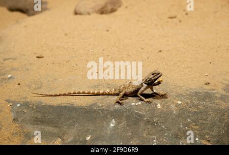 Baja Blue Rock Lizad - Petrosaurus thalassinus Stock Photo