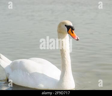 A swan in a tributary of the Danube in the winter. Stock Photo