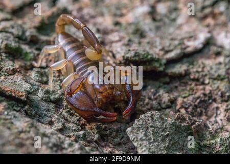 The Maltese scorpion, Euscorpius sicanus , hunting for prey on a tree bark. Only scorpion in Malta. Stock Photo