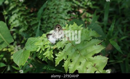 A white four ring butterfly (Ypthima Ceylonica) perched on top of a fern  leaf, the butterfly's back view through from ferns in foreground Stock  Photo - Alamy