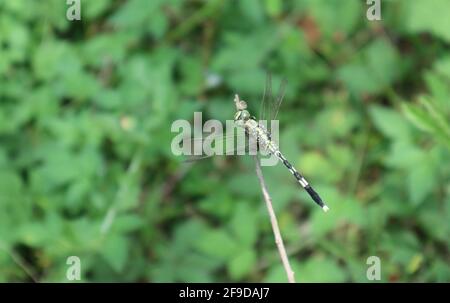 Overhead view of a green and black dragonfly looks around by moving the green eyes while sitting on a dry stick Stock Photo