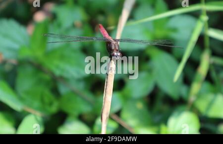 Close-up view of the front,including the face and eyes of a red dragonfly on a dry leaf Stock Photo