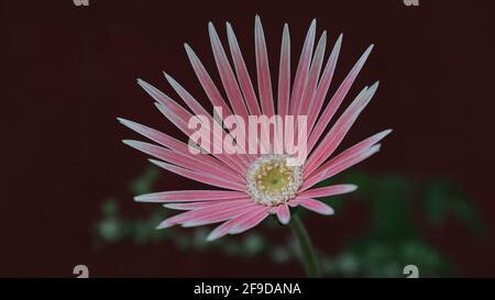Extreme close up of a pink gerbera or babandesiya flower Stock Photo