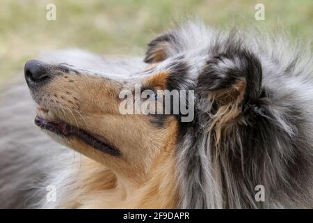 Merle Rough Collie Stock Photo