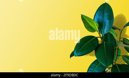 Green Ficus elastica plant on yellow background with copy space Stock Photo