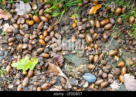 Maples with some leafs on the ground in autumn Stock Photo