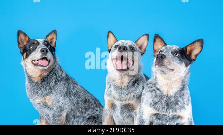 Three cute puppies of blue heeler or australian cattle dog sitting on blue background Stock Photo