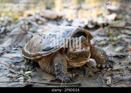 Juvenile snapping turtle - Chelydra serpentina Stock Photo