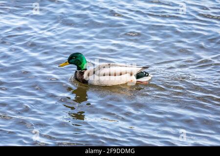 Mallard Wild Duck - Green head - In Quebec, Canada Stock Photo