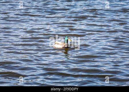 Mallard Wild Duck - Green head - In Quebec, Canada Stock Photo
