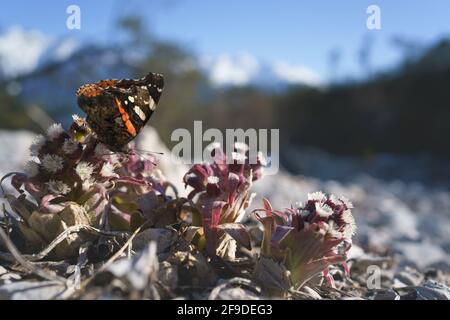 Red Admiral butterfly - Vanessa atalanta - sitting on purple blooming thistle in alpine landscape, Austria Stock Photo