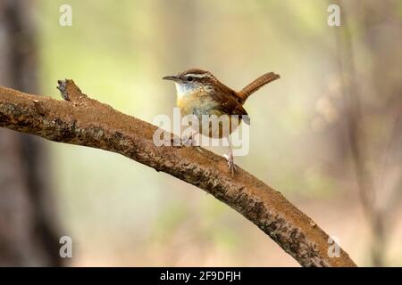 Carolina wren (Thryothorus ludovicianus) - Brevard, North Carolina, USA