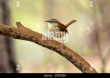 Carolina wren (Thryothorus ludovicianus) - Brevard, North Carolina, USA Stock Photo