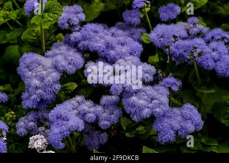 Flower of the blue Billygoat-weed, Bluemink, Flossflower or blue Danube - Ageratum houstonianum - in summer, Bavaria, Germany Stock Photo