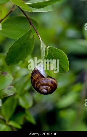 Smaller banded snail or white-lip gardensnail or garden snail - Cepaea - in summer on the leaf of a bush, Bavaria, Germany Stock Photo