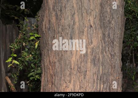 Close-up of Background of big neem tree trunk Stock Photo