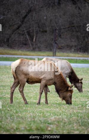 two cow elk grazing in a field