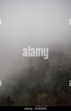 cloud covering the forest in the great smoky mountain national park Stock Photo