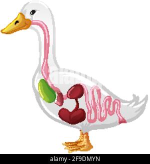 Internal Anatomy of a Duck isolated on white background illustration Stock Vector