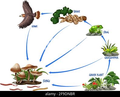 Science poster of six kingdoms of life Stock Vector Image & Art - Alamy