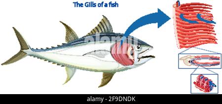 Diagram showing the grills of a fish illustration Stock Vector