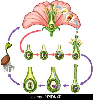 Diagram showing parts of flower illustration Stock Vector