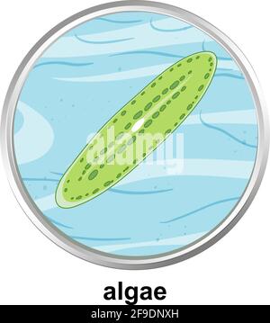 Anatomy structure of Algae on white background illustration Stock Vector