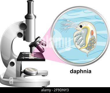 Microscope with anatomy structure of Daphnia on white background illustration Stock Vector