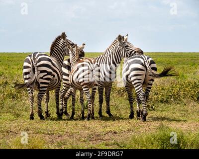 Serengeti National Park, Tanzania, Africa - March 1, 2020: Zebras in pairs on the side of the road Stock Photo