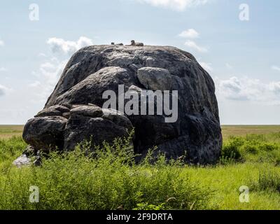 Serengeti National Park, Tanzania, Africa - March 1, 2020: Leopards resting on top of a rock in the sun Stock Photo