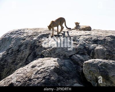 Serengeti National Park, Tanzania, Africa - March 1, 2020: Leopards resting on top of a rock in the sun Stock Photo