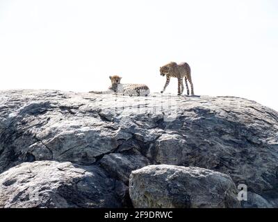 Serengeti National Park, Tanzania, Africa - March 1, 2020: Leopards resting on top of a rock in the sun Stock Photo