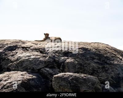 Serengeti National Park, Tanzania, Africa - March 1, 2020: Leopards resting on top of a rock in the sun Stock Photo