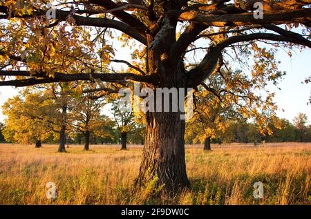 Big old oak in a oak grove in autumn Stock Photo