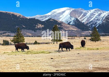 Buffalo Animal Herd Grazing Prairie Grassland. Scenic Alberta Foothills Landscape, Red Deer River Valley Ya Ha Tinda Ranch Banff National Park Canada Stock Photo