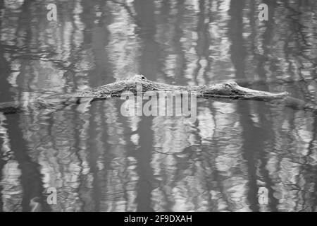 black and white image of a tree branch that looks like a swimming crocodile in the reflective water of a lake Stock Photo