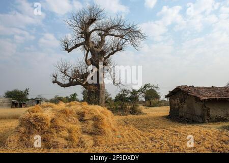 View of a baobab in Mandu, Madhya Pradesh, India. Stock Photo